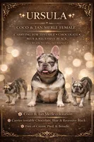 Ursula , a female French Bulldog for sale in Oneonta, NY – 4 of 4