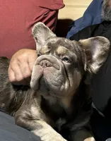 Amy with Pink, a female French Bulldog for sale in Oneonta, NY – 4 of 9