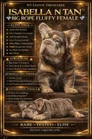 Amy with Pink, a female French Bulldog for sale in Oneonta, NY – 9 of 9