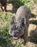 ET, a female French Bulldog for sale in Oneonta, NY – 2 of 4