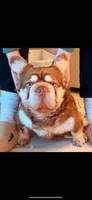 Baddie with Pink, a female French Bulldog for sale in Oneonta, NY – 2 of 8