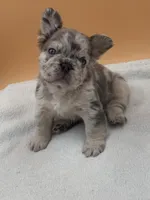 Lilac Merle With Pink, a male French Bulldog for sale in Oneonta, NY – 3 of 6