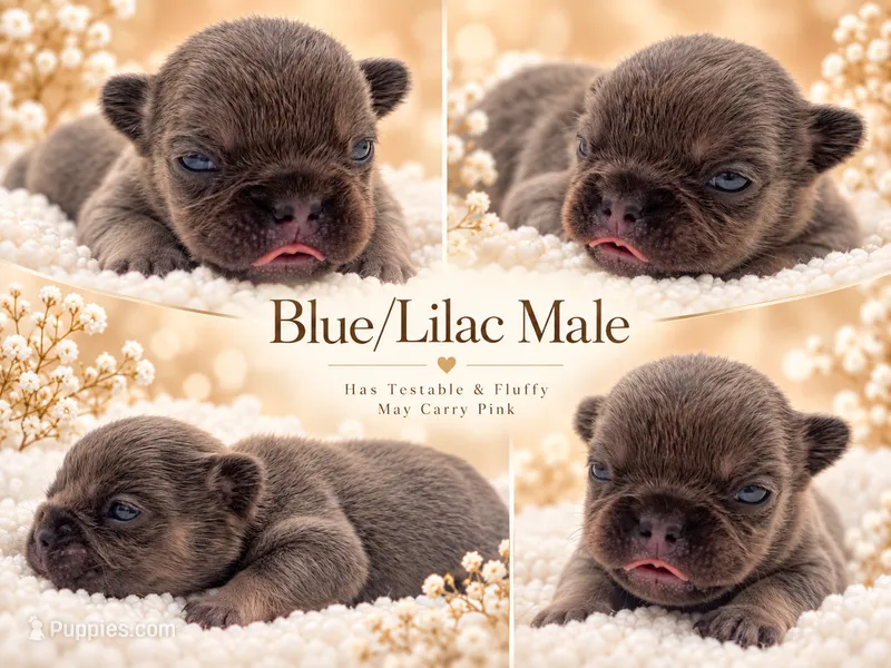 Lilac may have Pink – French Bulldog puppy for sale in Oneonta, NY
