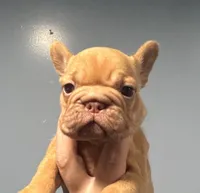 Rojo Fawn with Fluffy, a female French Bulldog for sale in Oneonta, NY – 3 of 4