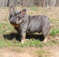 Merle With Pink, a male French Bulldog for sale in Oneonta, NY – 5 of 6