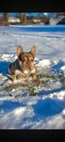 Baddie with Pink, a female French Bulldog for sale in Oneonta, NY – 4 of 8