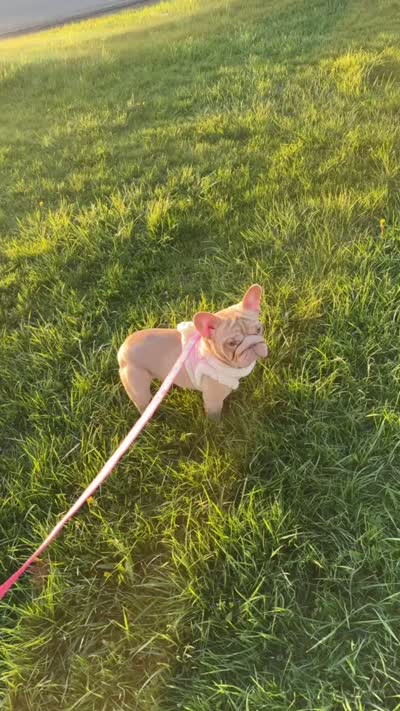 Peaches, a female French Bulldog for sale in Oneonta, NY – 3 of 3