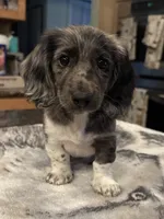 Black Dapple Pie, a female Dachshund for sale in Oneonta, NY – 2 of 4