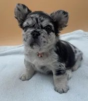 Coco Merle With Pink, a female French Bulldog for sale in Oneonta, NY – 4 of 4
