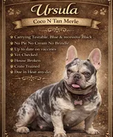 Ursula , a female French Bulldog for sale in Oneonta, NY – 1 of 4