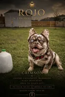 Crimson With Pink, a  French Bulldog for sale in Oneonta, NY – 6 of 6