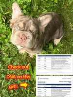 Amy with Pink, a female French Bulldog for sale in Oneonta, NY – 7 of 9