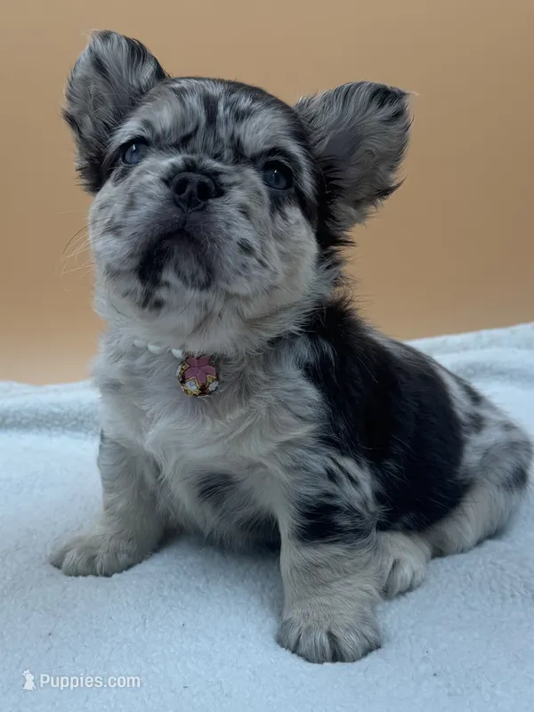 Coco Merle With Pink – French Bulldog puppy for sale in Oneonta, NY