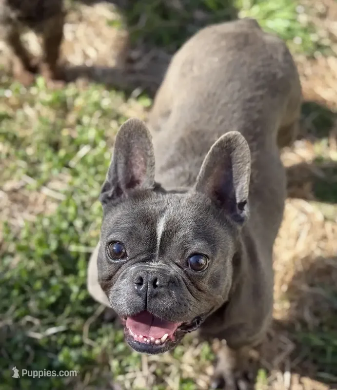 ET, a female French Bulldog for sale in Oneonta, NY – 1 of 2
