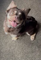 Baddie with Pink, a female French Bulldog for sale in Oneonta, NY – 6 of 8
