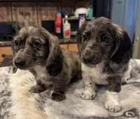 Black Dapple Pie, a female Dachshund for sale in Oneonta, NY – 4 of 4
