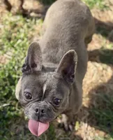 ET, a female French Bulldog for sale in Oneonta, NY – 2 of 2
