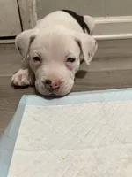 Cali, a male American Staffordshire Terrier and Belgian Malinois for sale in Gastonia, NC – Photo 3 of 3