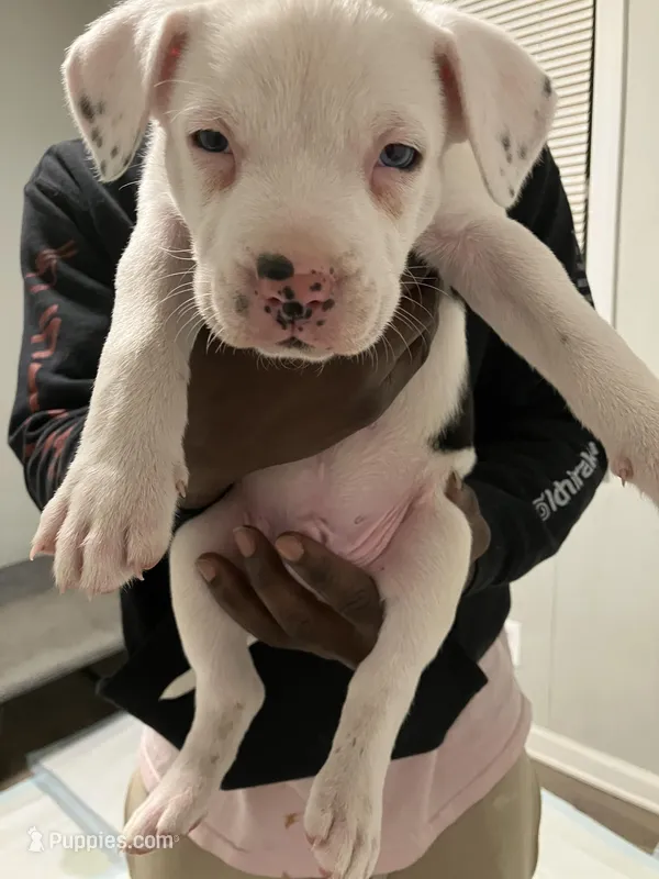 Cali, a male American Staffordshire Terrier and Belgian Malinois for sale in Gastonia, NC – Photo 1 of 3