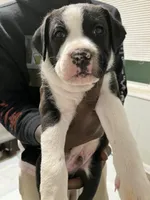 Teddy, a male American Staffordshire Terrier and Belgian Malinois for sale in Gastonia, NC – Photo 2 of 3