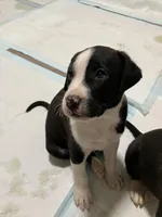 Teddy, a male American Staffordshire Terrier and Belgian Malinois for sale in Gastonia, NC – Photo 1 of 3