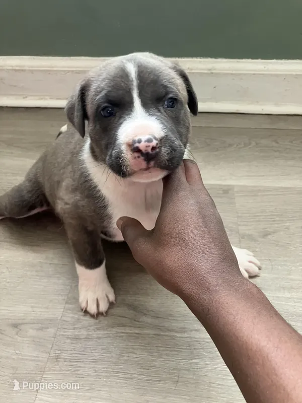Jazz , a female American Staffordshire Terrier and Belgian Malinois for sale in Gastonia, NC – Photo 1 of 3