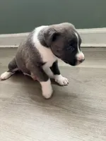 Jazz , a female American Staffordshire Terrier and Belgian Malinois for sale in Gastonia, NC – Photo 2 of 3