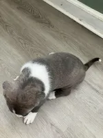 Jazz , a female American Staffordshire Terrier and Belgian Malinois for sale in Gastonia, NC – Photo 3 of 3