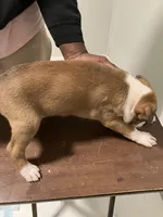 Apollo, a male American Staffordshire Terrier and Belgian Malinois for sale in Gastonia, NC – Photo 3 of 3