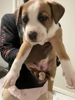 Apollo, a male American Staffordshire Terrier and Belgian Malinois for sale in Gastonia, NC – Photo 2 of 3