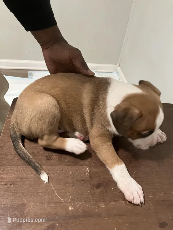 Apollo, a male American Staffordshire Terrier and Belgian Malinois for sale in Gastonia, NC – Photo 1 of 3