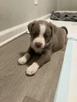 Ash, a male American Staffordshire Terrier and Belgian Malinois for sale in Gastonia, NC – Photo 3 of 3