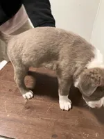 Ash, a male American Staffordshire Terrier and Belgian Malinois for sale in Gastonia, NC – Photo 2 of 3