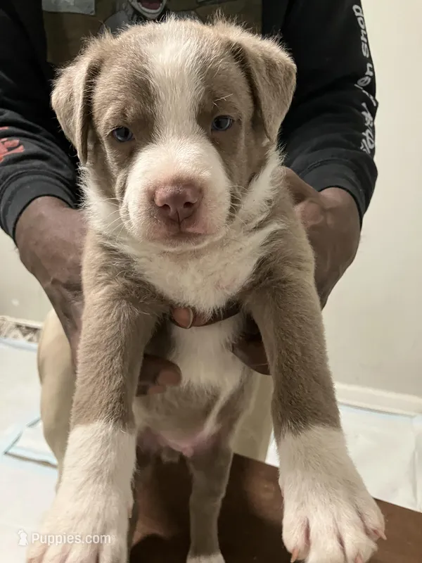 Ash, a male American Staffordshire Terrier and Belgian Malinois for sale in Gastonia, NC – Photo 1 of 3