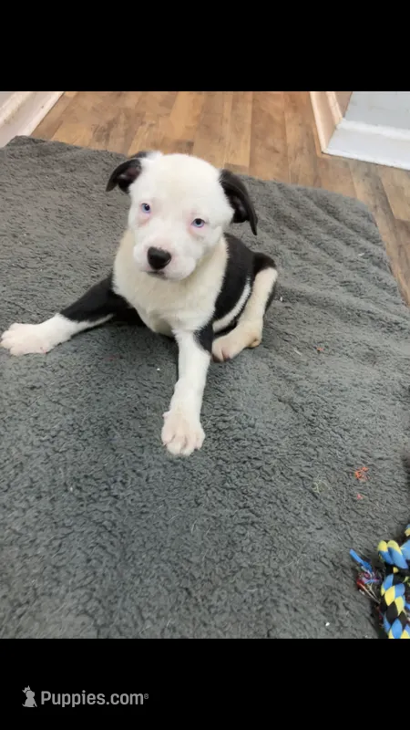 Daisy – American Staffordshire Terrier, Belgian Malinois puppy for sale in Fayetteville, NC