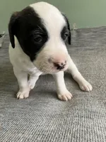 London, a female American Staffordshire Terrier and Belgian Malinois for sale in Gastonia, NC – Photo 2 of 3