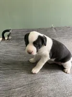 London, a female American Staffordshire Terrier and Belgian Malinois for sale in Gastonia, NC – Photo 3 of 3