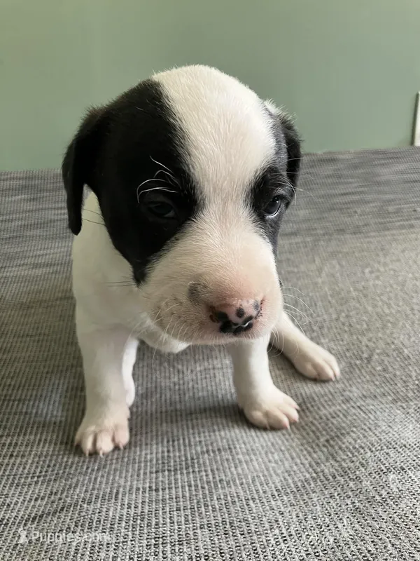 London, a female American Staffordshire Terrier and Belgian Malinois for sale in Gastonia, NC – Photo 1 of 3