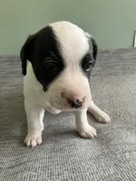 London, a female American Staffordshire Terrier and Belgian Malinois for sale in Gastonia, NC – Photo 1 of 3
