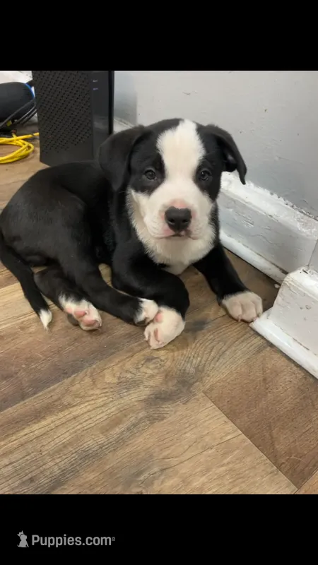 Teddy – American Staffordshire Terrier, Belgian Malinois puppy for sale in Fayetteville, NC