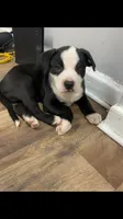 Teddy, a male American Staffordshire Terrier and Belgian Malinois for sale in Fayetteville, NC – 1 of 1