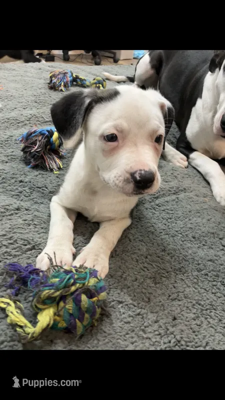 Lillian – American Staffordshire Terrier, Belgian Malinois puppy for sale in Fayetteville, NC