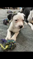 Lillian, a female American Staffordshire Terrier and Belgian Malinois for sale in Fayetteville, NC – 1 of 1