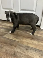 Storm, a female American Staffordshire Terrier and Belgian Malinois for sale in Fayetteville, NC – 1 of 1