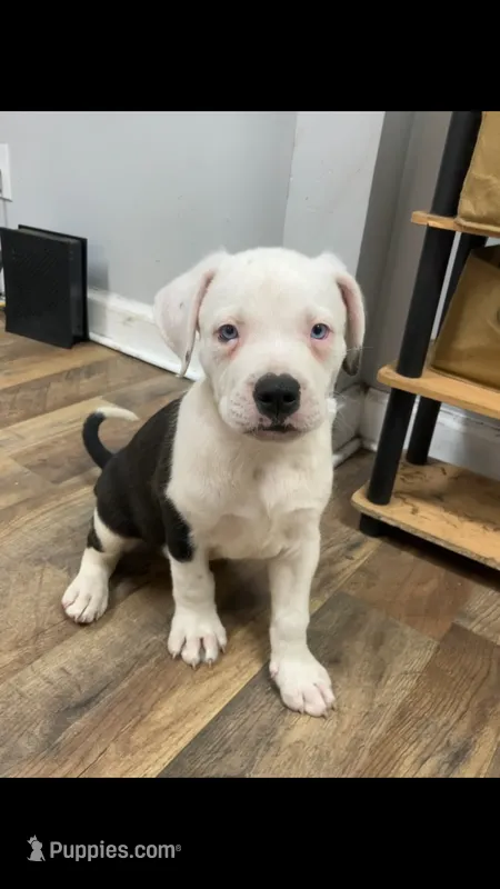 Phillip – American Staffordshire Terrier, Belgian Malinois puppy for sale in Fayetteville, NC