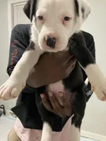 Daisy, a female American Staffordshire Terrier and Belgian Malinois for sale in Gastonia, NC – Photo 2 of 2