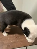 Daisy, a female American Staffordshire Terrier and Belgian Malinois for sale in Gastonia, NC – Photo 1 of 2