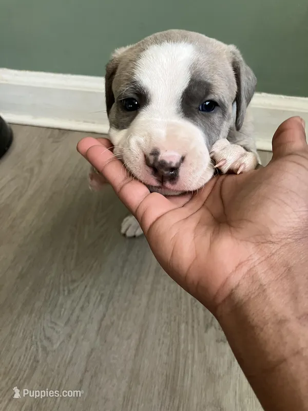Deuce , a male American Staffordshire Terrier and Belgian Malinois for sale in Gastonia, NC – Photo 1 of 3