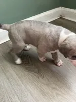 Deuce , a male American Staffordshire Terrier and Belgian Malinois for sale in Gastonia, NC – Photo 2 of 3