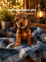 Light brown long haired girl, a female Miniature Dachshund for sale in Rockford, IL – 1 of 1